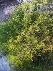 Platysace linearifolia