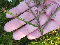 Platysace linearifolia