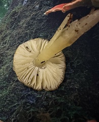 Hygrocybe
