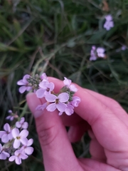 Cakile maritima
