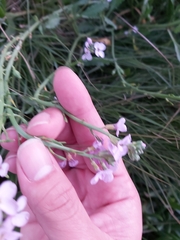 Cakile maritima