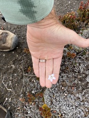 Wahlenbergia pygmaea pygmaea