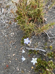 Wahlenbergia pygmaea pygmaea