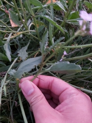 Cakile maritima