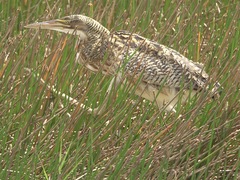Botaurus pinnatus