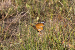 Danaus chrysippus orientis
