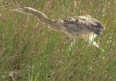 Botaurus pinnatus