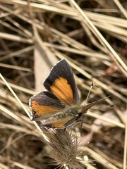Paralucia pyrodiscus lucida