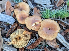 Pholiota spumosa