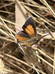 Paralucia pyrodiscus lucida