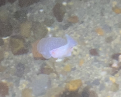 Gastropteron pacificum