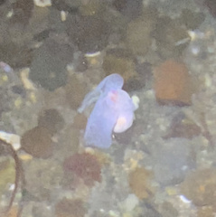 Gastropteron pacificum