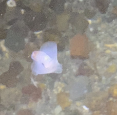 Gastropteron pacificum