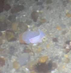 Gastropteron pacificum