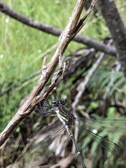 Chlorolestes conspicuus