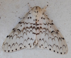 Lymantria brotea