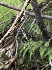 Chlorolestes conspicuus