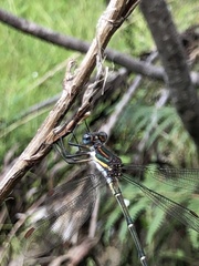 Chlorolestes conspicuus