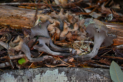 Craterellus calicornucopioides