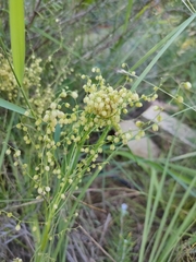 Lomandra laxa