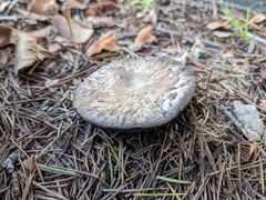 Chlorophyllum brunneum