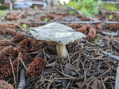 Chlorophyllum brunneum