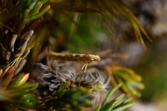 Caloptilia selenitis