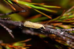Apoctena persecta