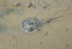 Tachypleus tridentatus