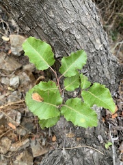 Schinus latifolia