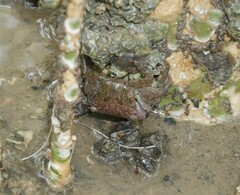Metopograpsus frontalis