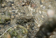 Metopograpsus
