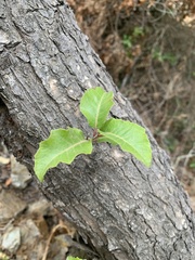Schinus latifolia