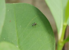 Polyrhachis bicolor