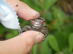 Metopograpsus