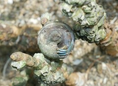 Clibanarius longitarsus