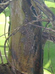 Ailuronyx seychellensis