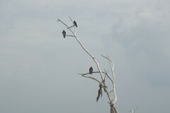 Hirundo tahitica