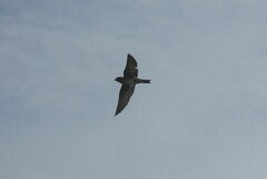Hirundo tahitica