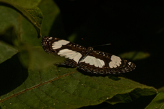 Neptis morosa