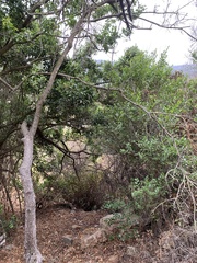 Schinus latifolia
