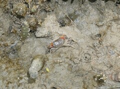 Metaplax elegans