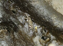Metaplax elegans