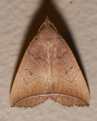 Simplicia armatalis