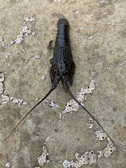 Sagmariasus verreauxi