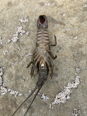 Sagmariasus verreauxi