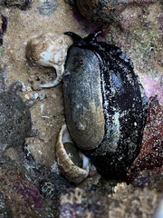 Scutus antipodes