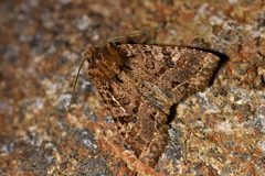 Meterana praesignis