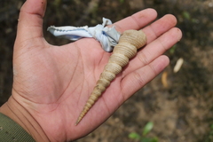 Turritellinella tricarinata