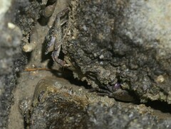 Metopograpsus frontalis